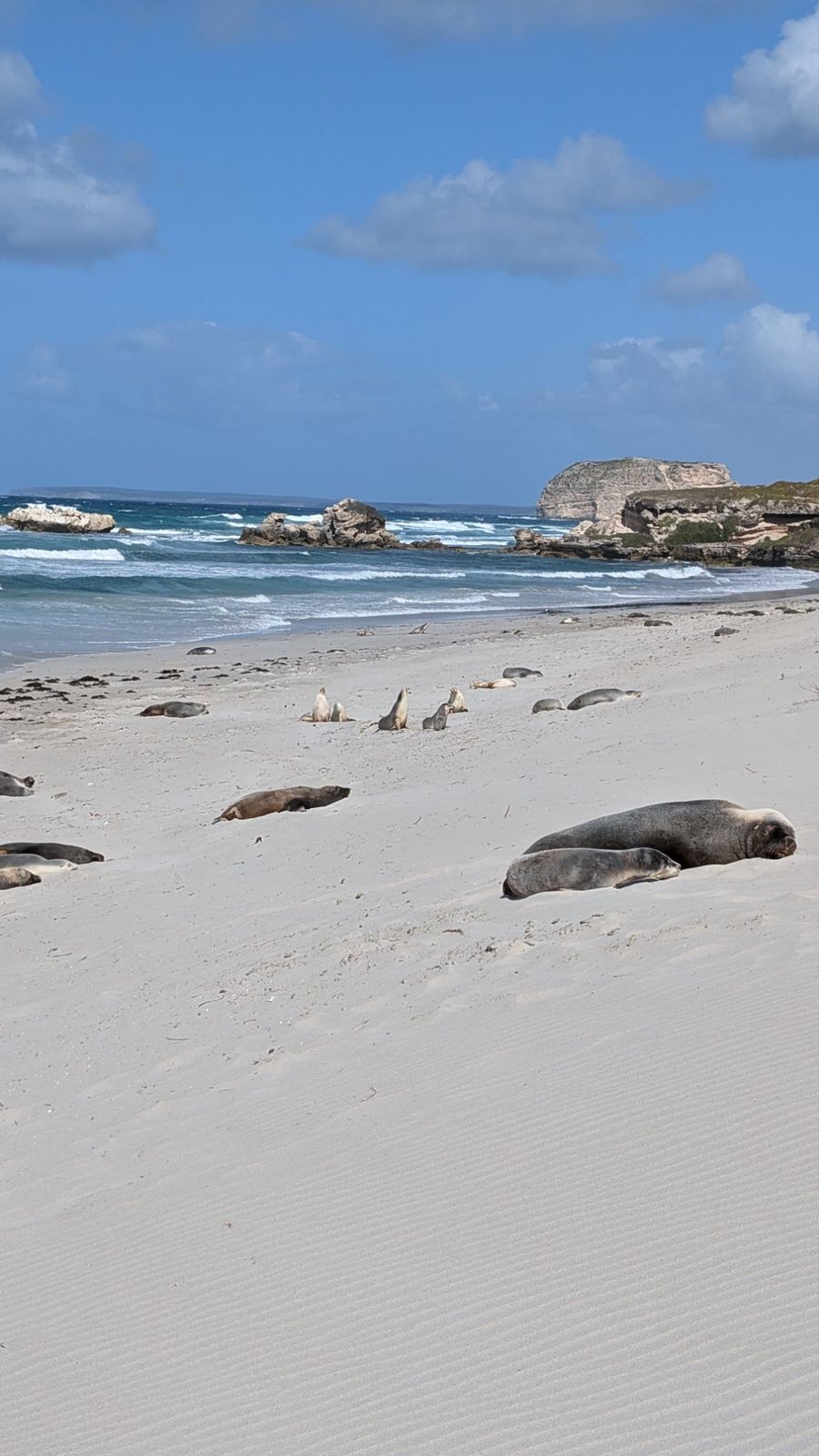 Sea lions beach